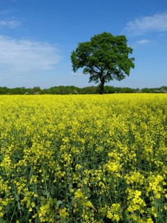 Oilseed rape