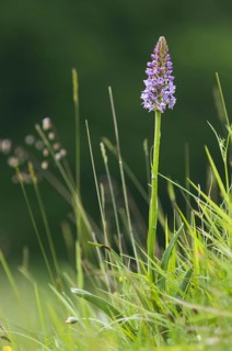 Fragrant Orchid