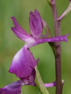 Loose-flowered Orchid