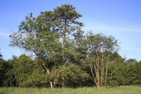 Common black alder