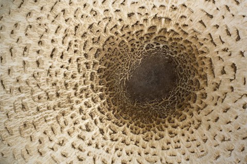 Parasol mushroom