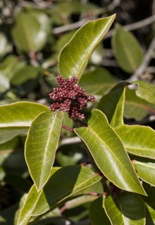 Sugar Sumac