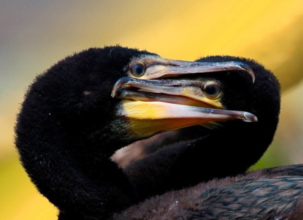 Young cormorants