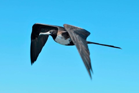 Magnificent Frigatebird
