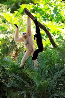 Northern white-cheeked gibbon
