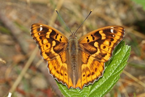Lesser Schiller Butterfly
