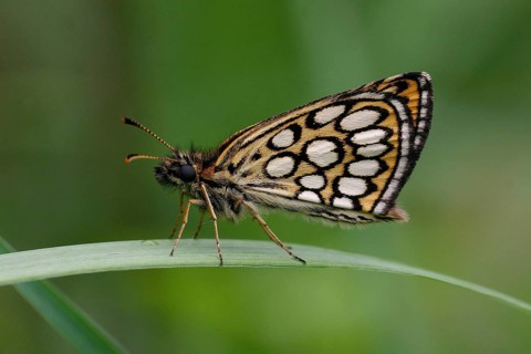 Mirror-spotted Sickle-headed Butterfly