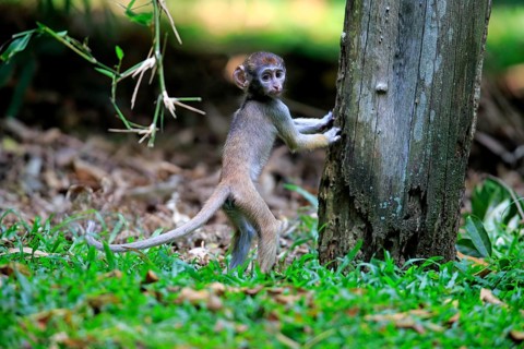Patas monkey