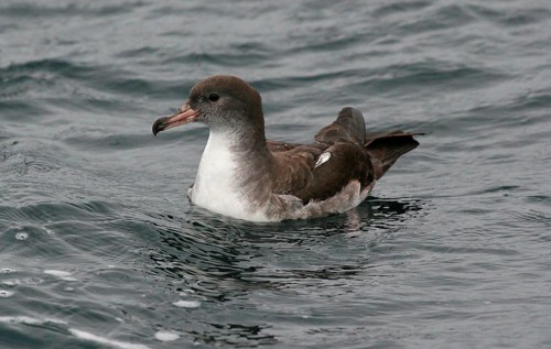 Pink-footed shearwater