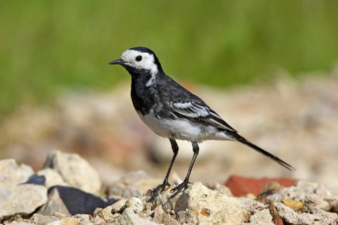 Pied Wagtail