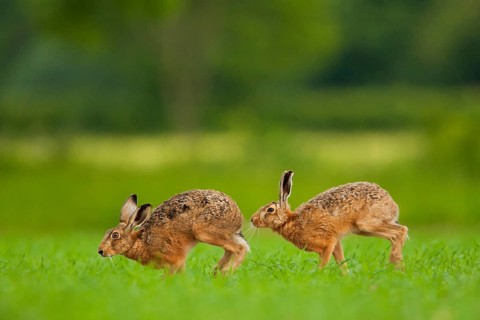European hare