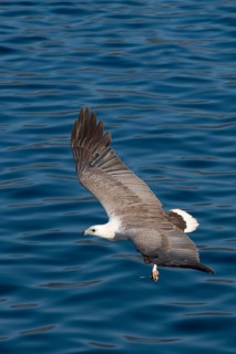 White-bellied sea eagle