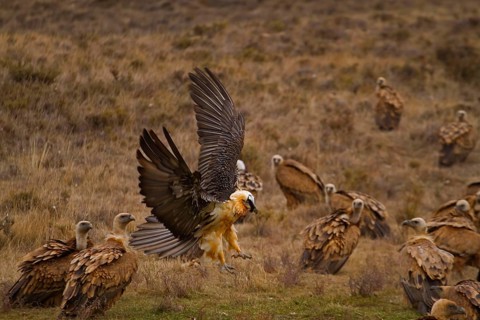 Lammergeier