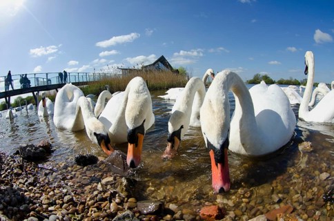 Adult mute swan
