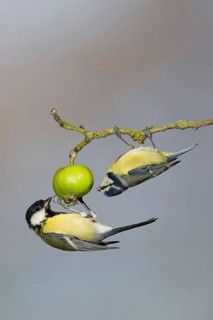 Great Tit