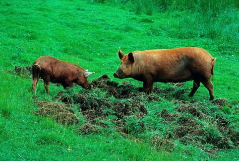 Domestic pig