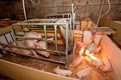 Pig farming