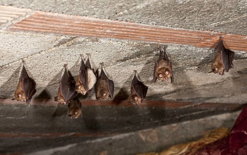 Lesser horseshoe bat