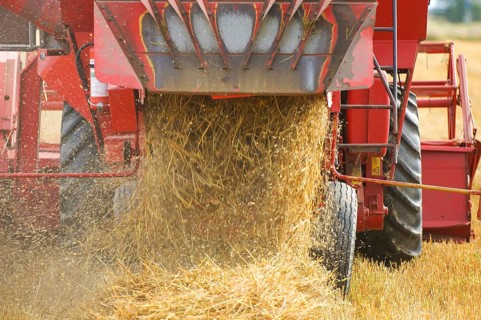 Common oat