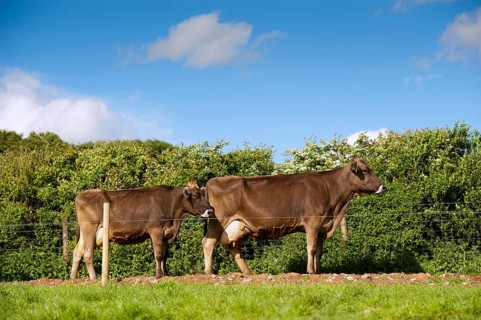 Domestic cattle