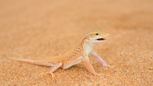 Shovel-snouted Lizard