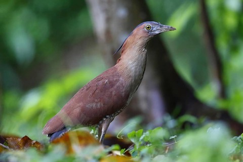 Malayan Night-heron