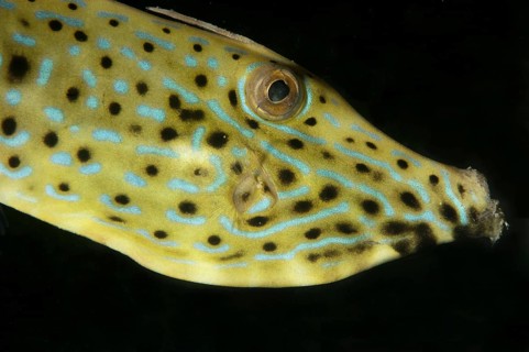 Scrawled Filefish