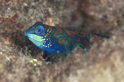 Pterosynchiropus splendidus