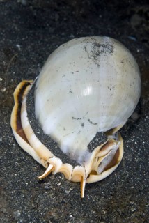 Helmet Shell