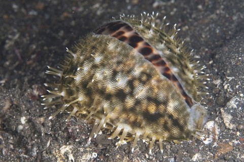 Tiger Cowrie