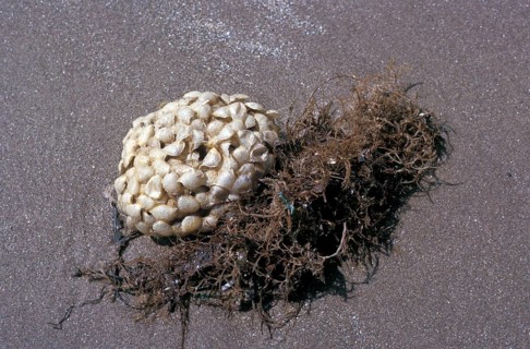 Whelk