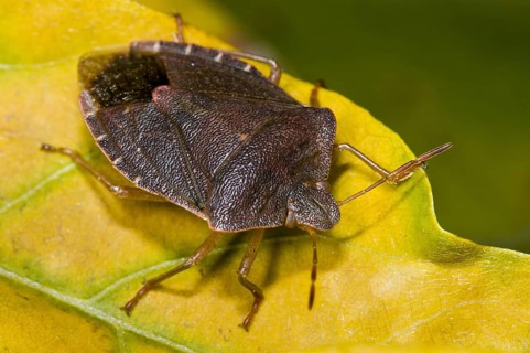 Palomena prasinus