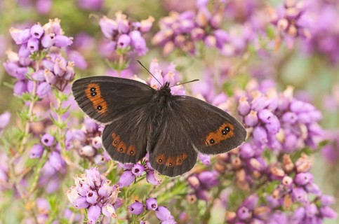 Scotch argus