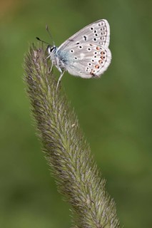 Eros Blue