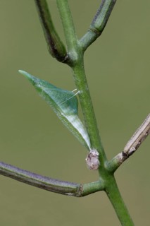 Orange tip