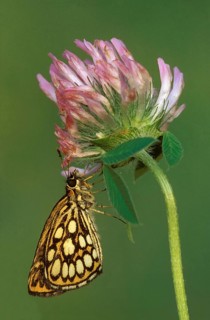 Great checkered large chequered skipper