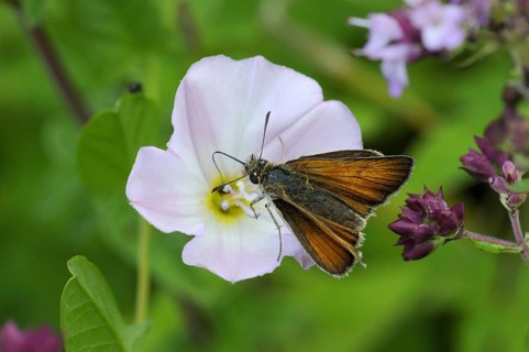 Lesser small skipper