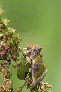 Burnished Brass Moth