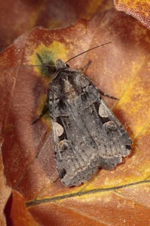 Setaceous hebrew character