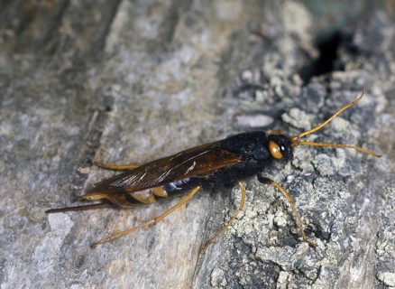 Giant wood wasp