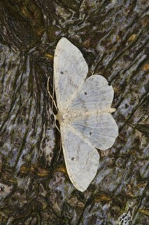 Small fan-footed wave