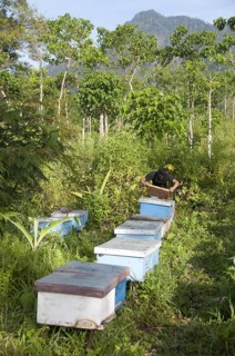 Beekeeping