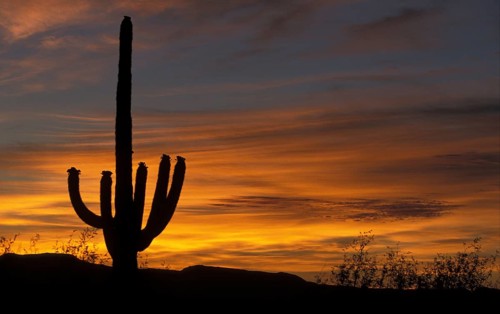 (Carnegiea gigantea) giganteus, columnar cactus (Cactaceae) (Cereus), Sagauro Cactus At sunrise,