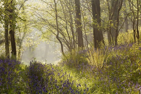 Endymion hyacinth