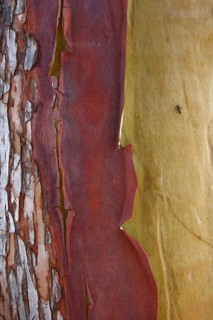 Pacific Madrone