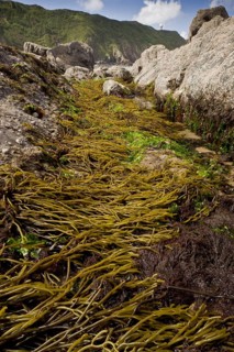 Brown tuning forkwort