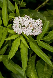 Danewort