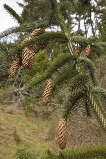 Sitka spruce