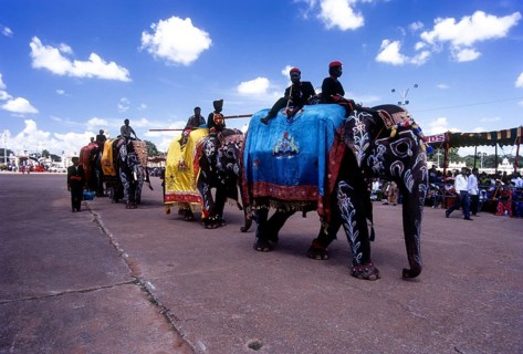 Caparisoned and Painted elephants