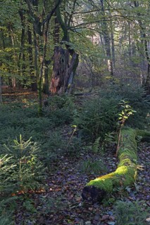 Autumn in the Briesetal landscape conservation area near Berlin